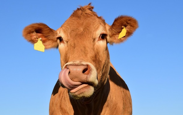 For the first time in history, cows were infected with a deadly virus