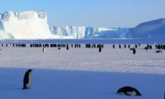 Ученые рассказали, кому принадлежит Антарктида