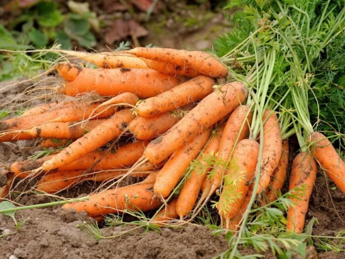 Эксперты рассказали, возможно ли посеять морковь так, чтобы потом ее не пришлось прореживать и прорывать