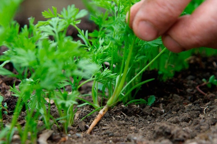Эксперты рассказали, возможно ли посеять морковь так, чтобы потом ее не пришлось прореживать и прорывать