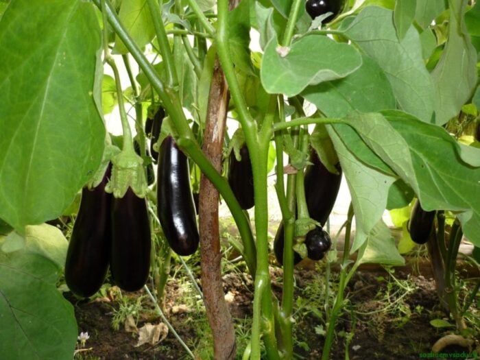 Experts told why eggplants did not grow well in the garden and how to correct this situation - tips