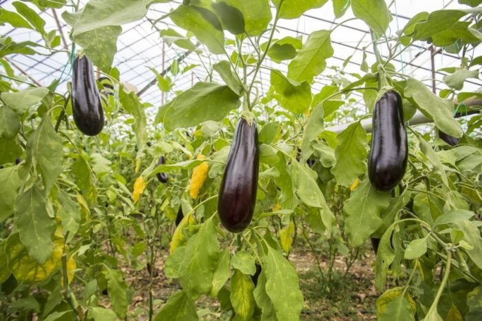 Experts told why eggplants did not grow well in the garden and how to correct this situation - tips