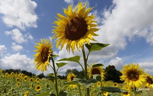 In Moldova, due to the lack of Ukrainian sunflower, the oil plant stopped