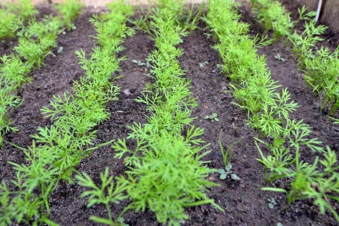 Experts talked about the intricacies of sowing dill - these tips will help you achieve the best result