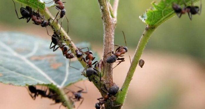 How to get rid of ants and aphids in the garden