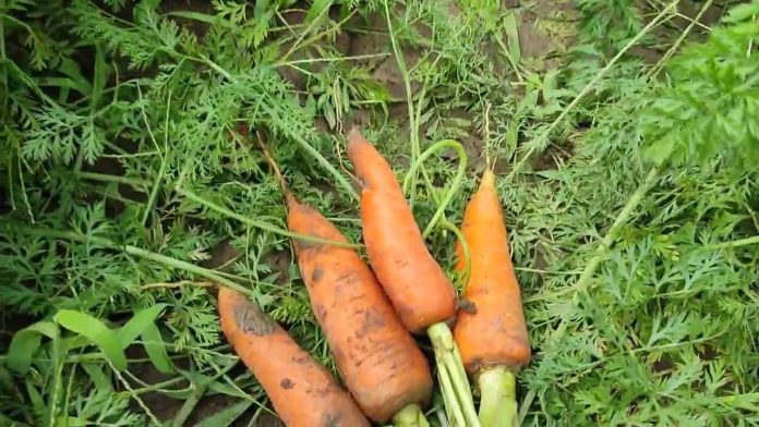 Огородники рассказали, чем подкармливать морковь в течение сезона, чтобы уродила сладкая и сочная