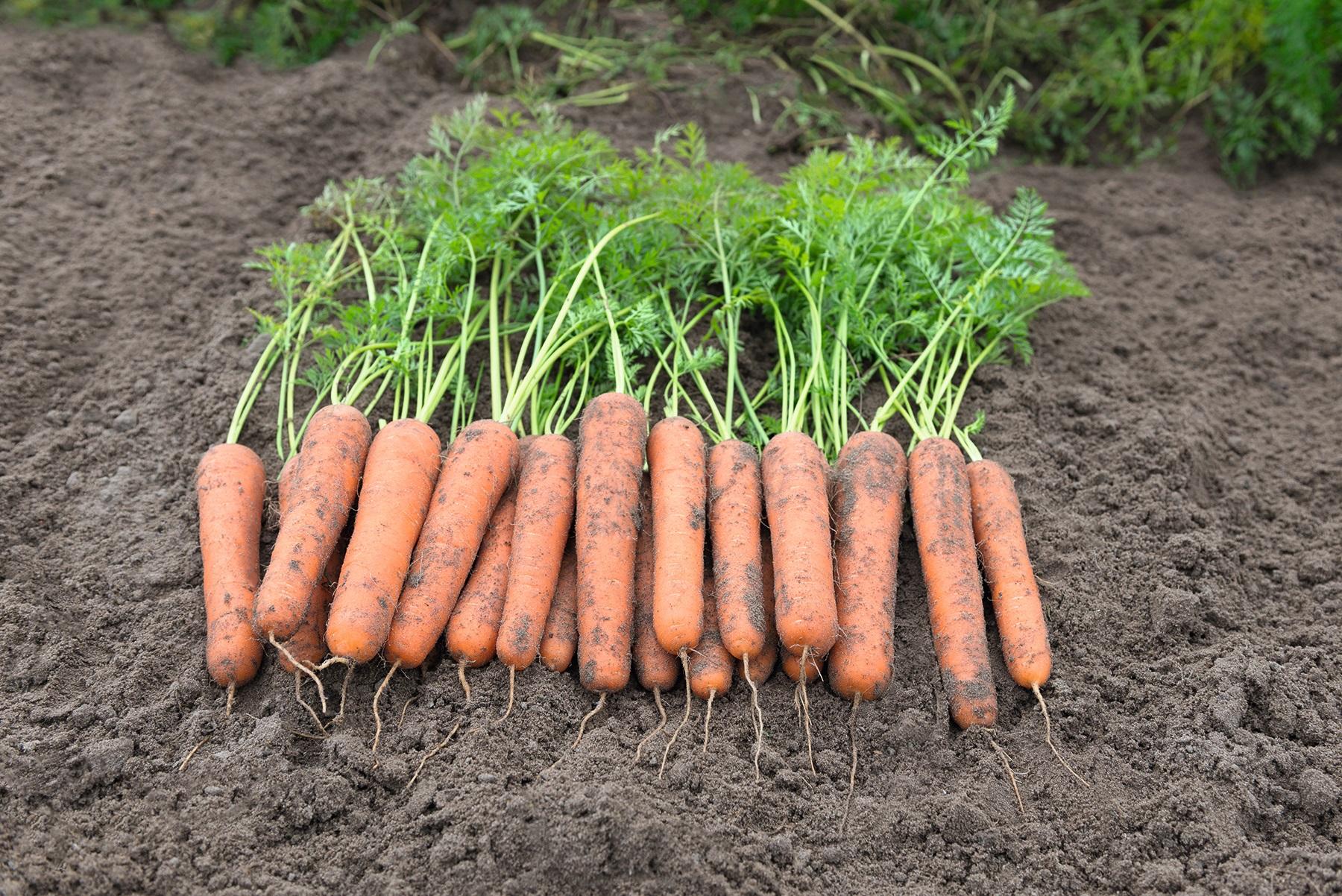 How to grow carrots correctly