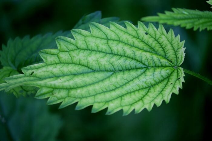 What is the use of nettle for the garden