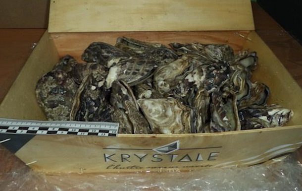 700 kg of oysters and lobsters hidden in furniture were transported from Belarus to the Russian Federation