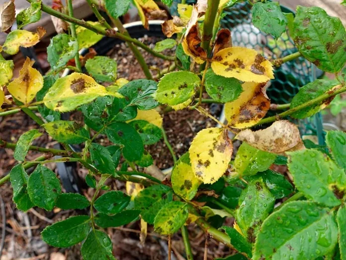 Florists told why leaves on roses turn yellow