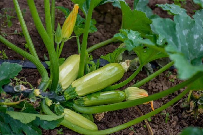 What to add to the hole for a good harvest of zucchini