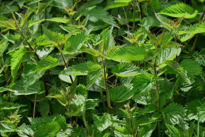 Summer residents told what nettles can be useful for in the garden and why you should not be upset