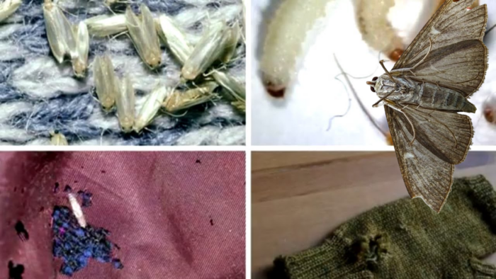 Experts named preventive methods of combating moths