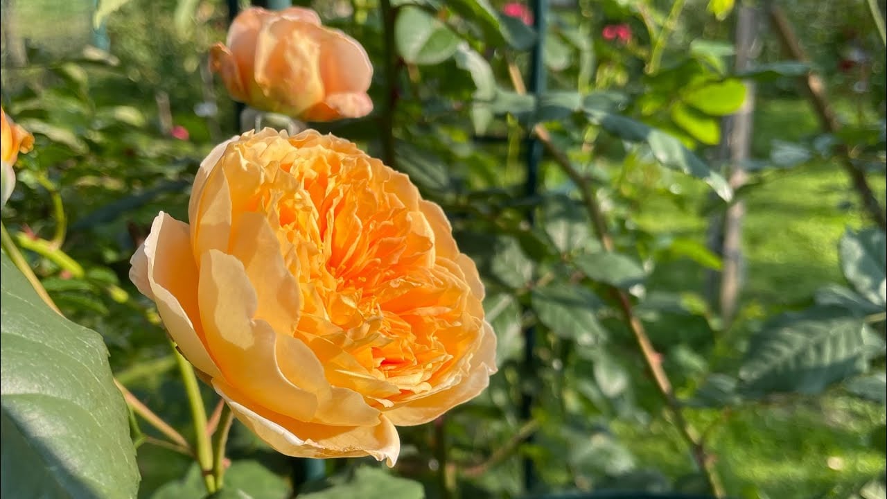 Why rose leaves turn yellow and how to solve this problem