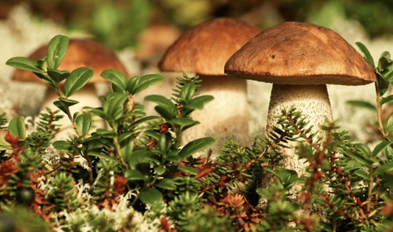 Summer residents told how to grow forest mushrooms on the plot