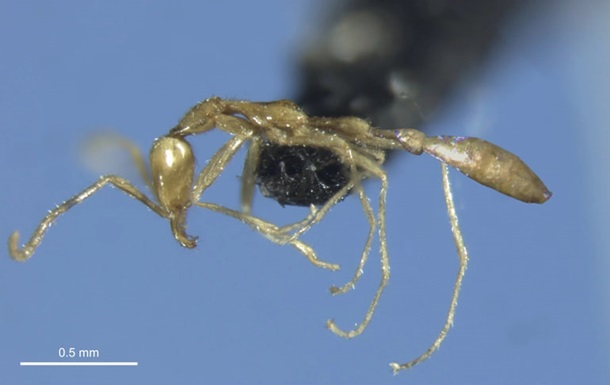 В Австралії виявили новий вид мурахи