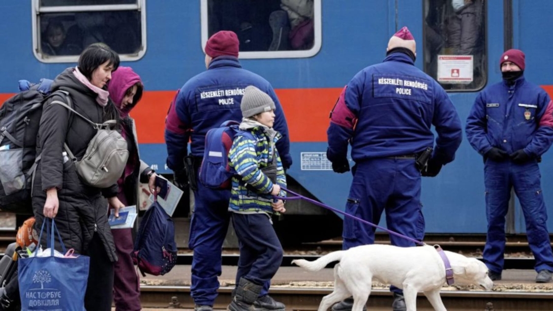 На перевезення тварин українських біженців до Північної Ірландії витратили понад 160 000 євро