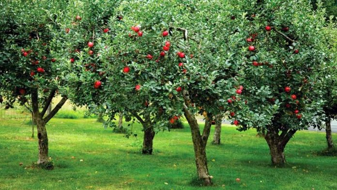 Два види добрив для плодових дерев для підвищення зимостійкості