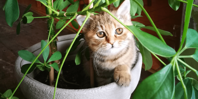 Що роботи, якщо коти гризуть домашні рослини