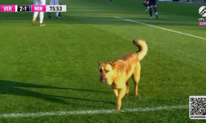 12th player. A cheerful dog ran onto the field and interrupted the game Veres - Minai (PHOTO)