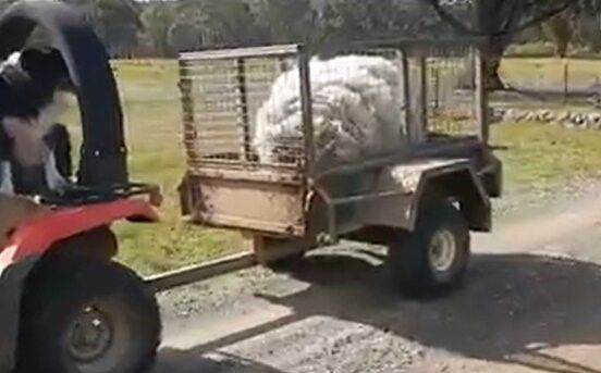 Зоозахисники врятували вівцю позбавивши її від цілих 20 кг шерсті (ФОТО)