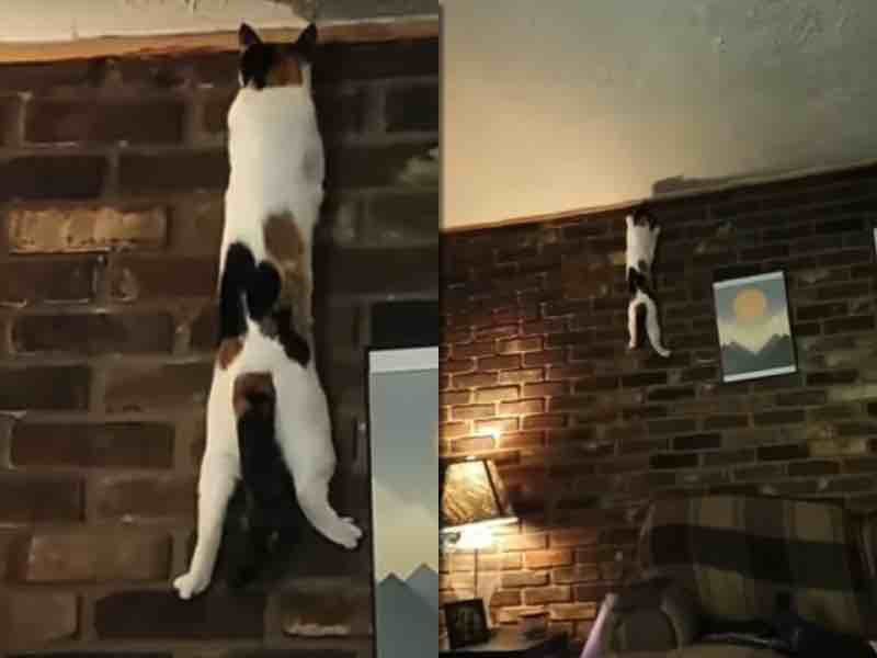 The cat tried to conquer the height, but only scared his mistress