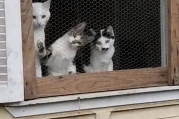 A funny video that proves that cats are the best cheerleaders