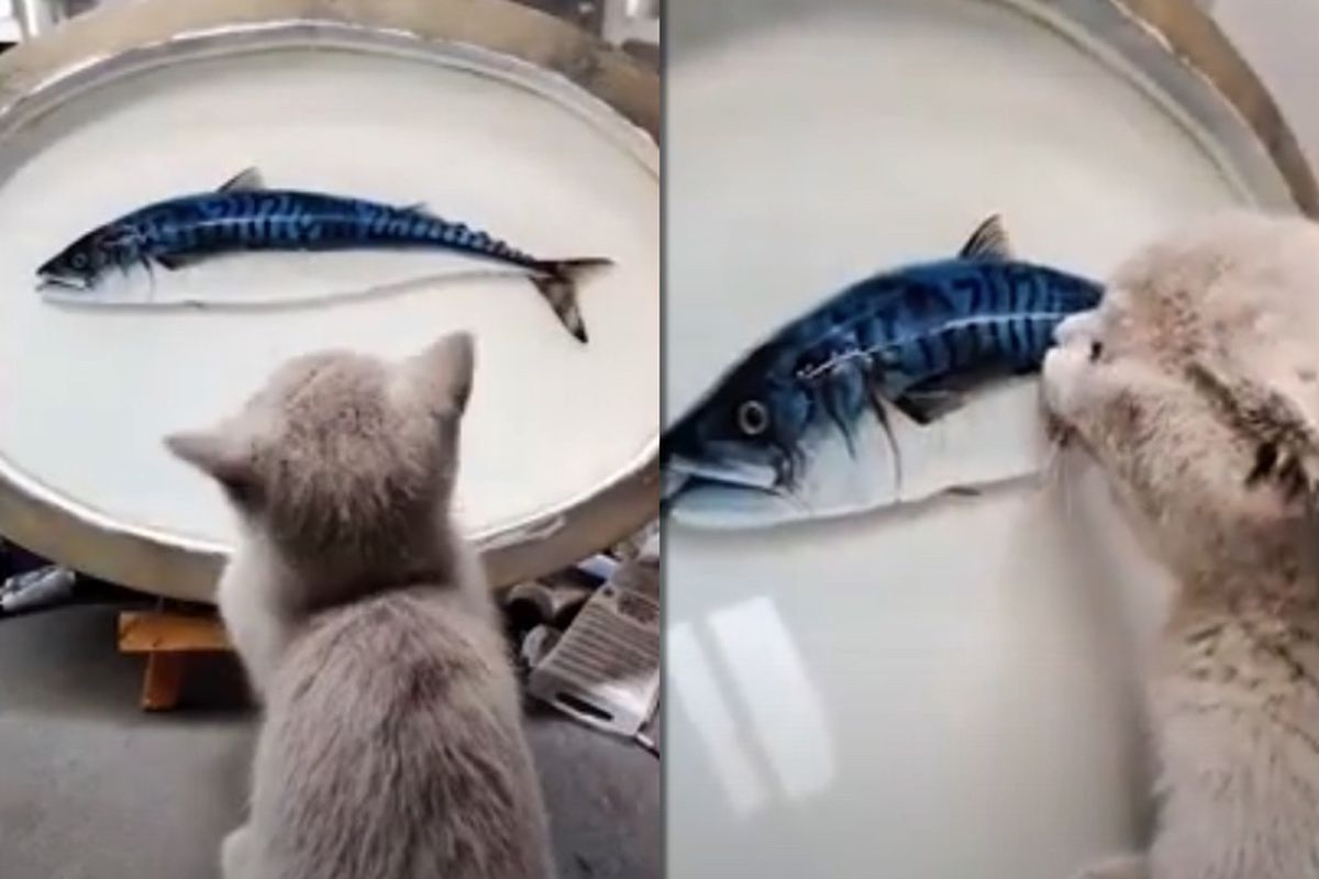 Художник настільки якісно намалював картину з рибою, що його кіт оголосив на неї полювання