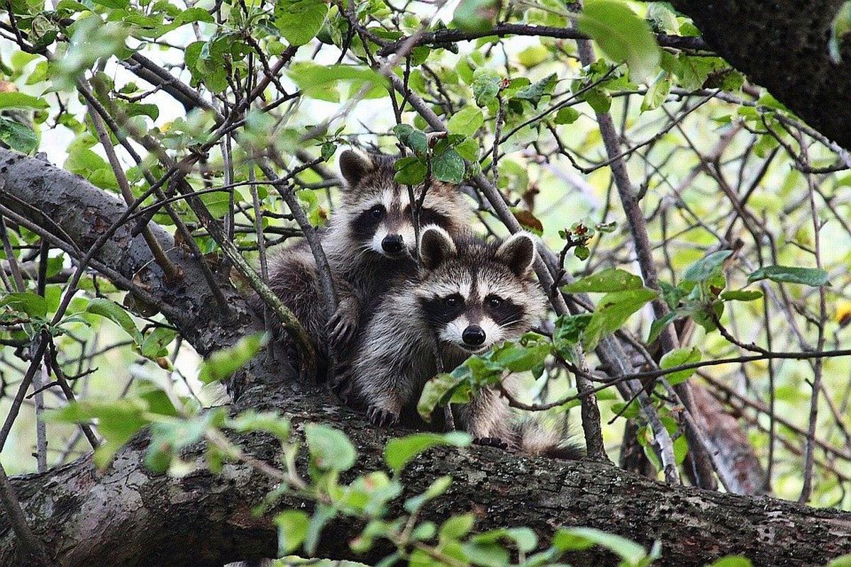 A funny video in which a mother raccoon deftly moves her babies to another tree