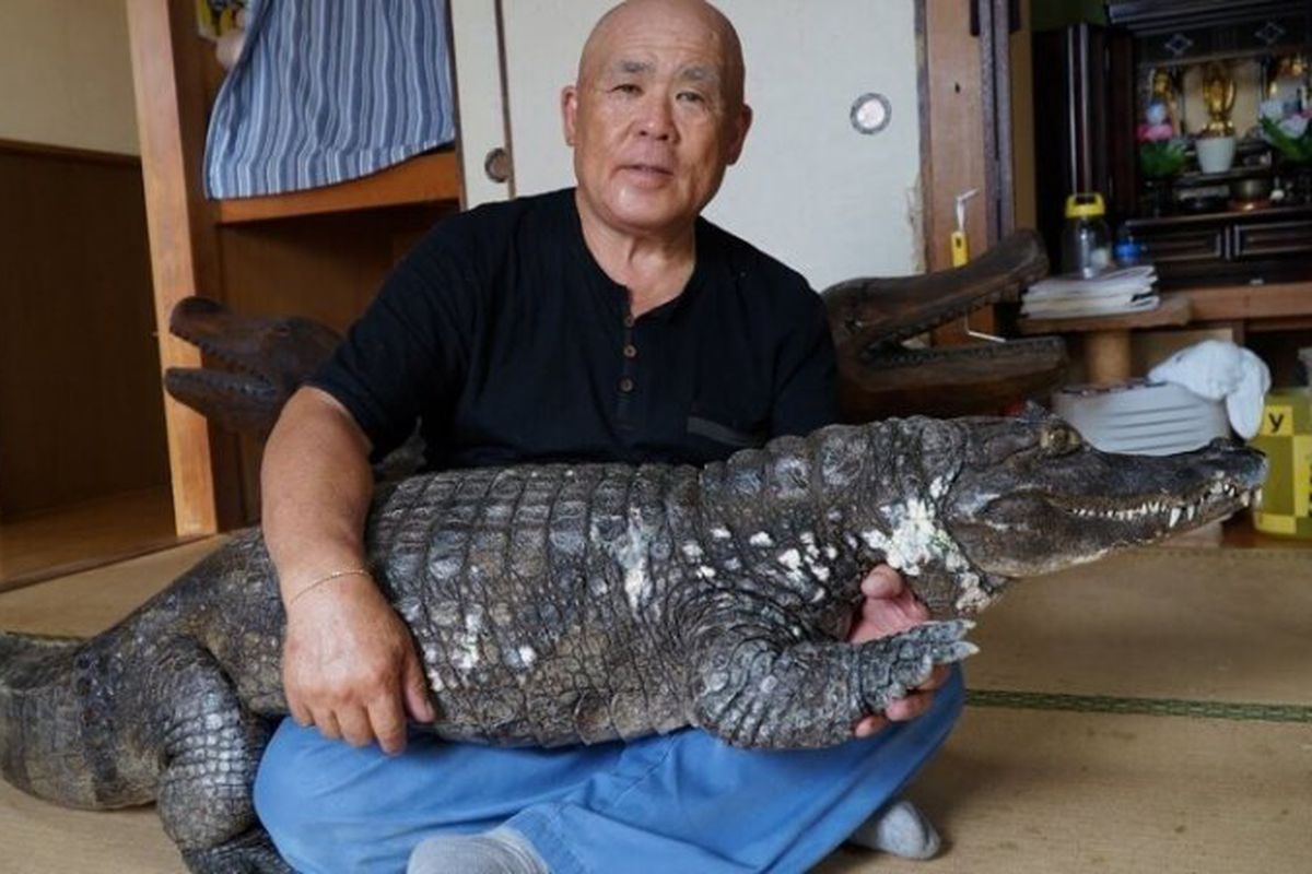 В японській родині 39 років живе двометровий крокодил