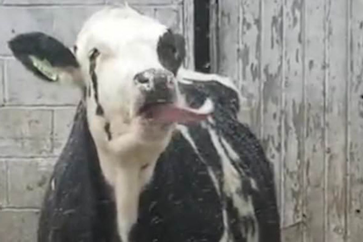 Krowa stała się gwiazdą sieci dzięki zabawnemu filmikowi, na którym łapie śnieg językiem
