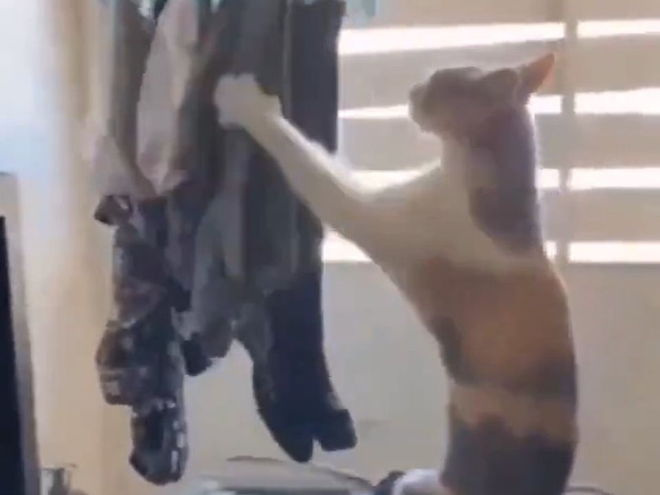 Кошка, решившая помочь хозяйке снять белье, рассмешила зрителей