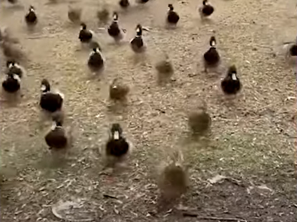 A woman recorded on video how she was being chased by ducks