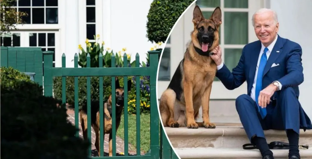 the governor shot her own dog and advised Biden to do the same