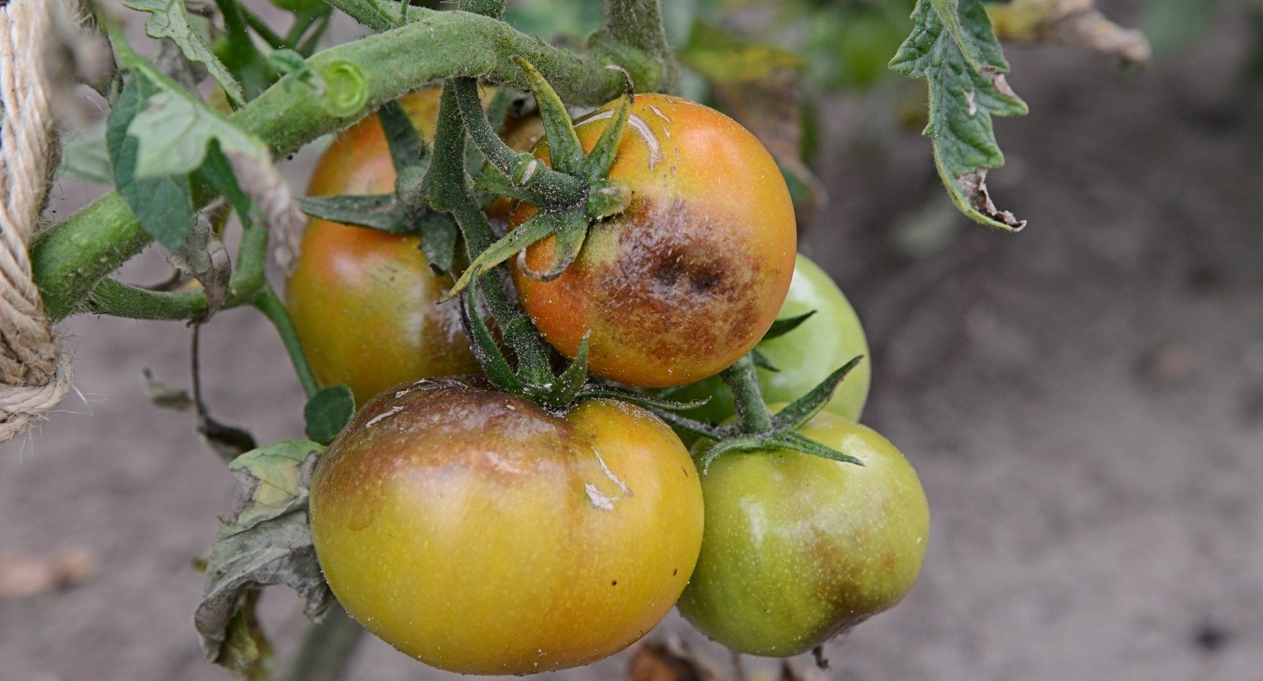 Методи боротьби з фітофторозом на помідорах: поради агрономів