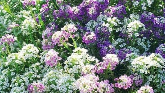 Садівники назвали найкращий сорт квітів для саду