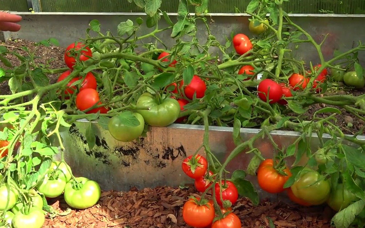 Навіщо підготувати томати на городі 