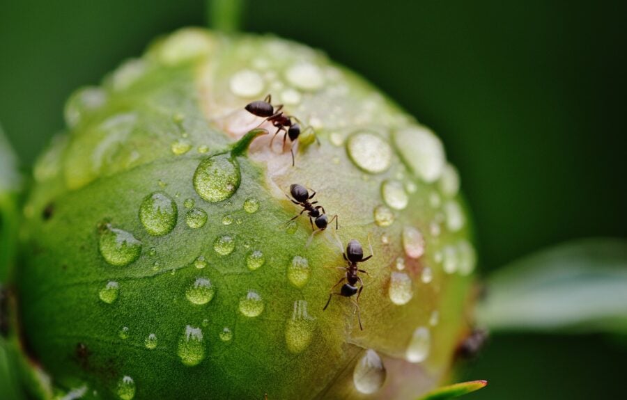 Експерти порадили ефективний засіб проти мурах на городній ділянці – секрет боротьби