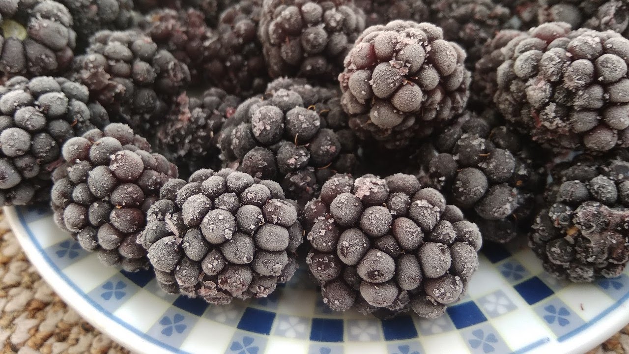 Как заморозить ежевику на зиму в морозилке. Как заморозить ежевику на зиму в морозилке. Ежевика заморозка. Что можно сделать с замороженной ежевикой. Ежевика из замороженной ягоды.