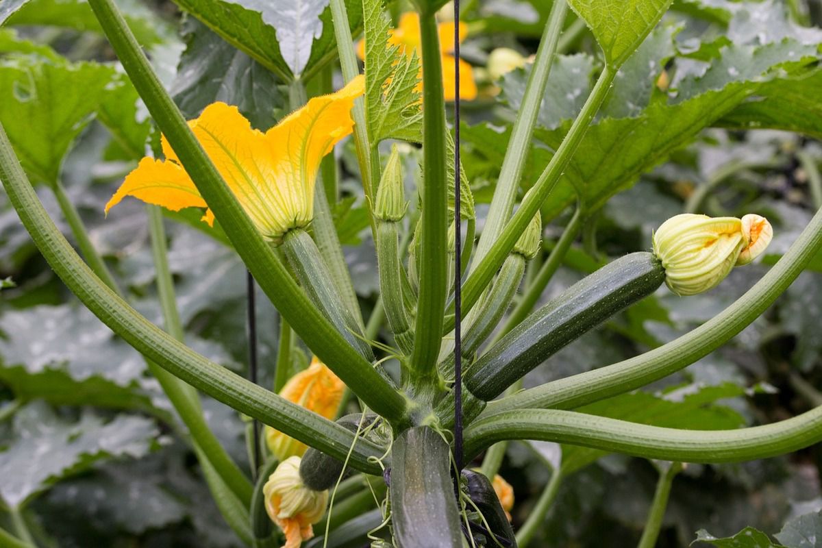 Why can't you pick off the dead flowers of zucchini?