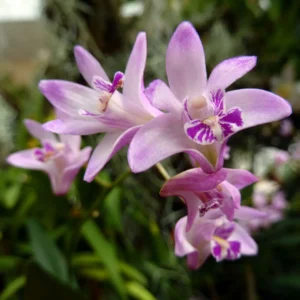 Dendrobium Kingianum