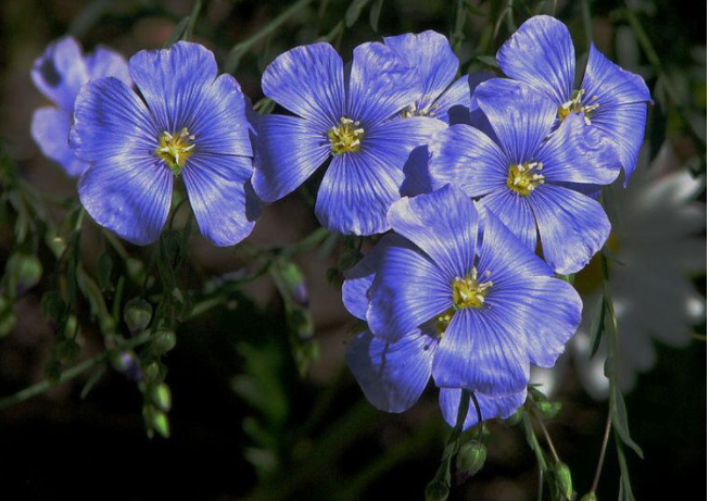 Льон звичайний (Linum usitatissimum)