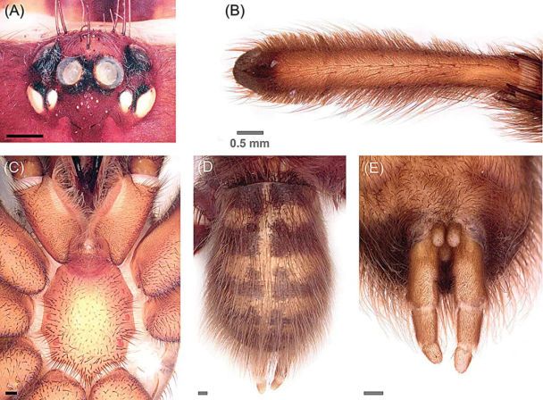 Особливості нового виду павука-птахоїда (Trichopelma grande) / Фото: Journal of Natural History / © 