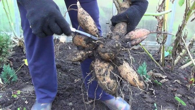 Чи можна врятувати жоржини, які замерзли та почорніли