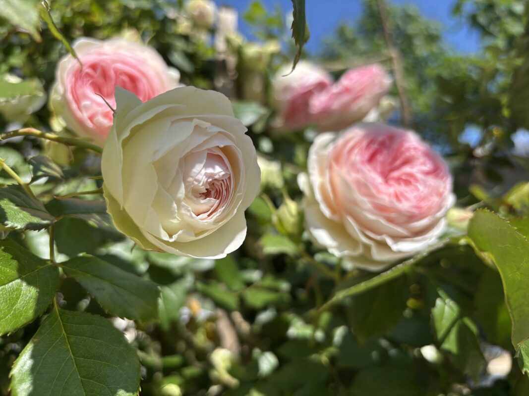 Садівники розповіли, чим підживити троянди восени 2025