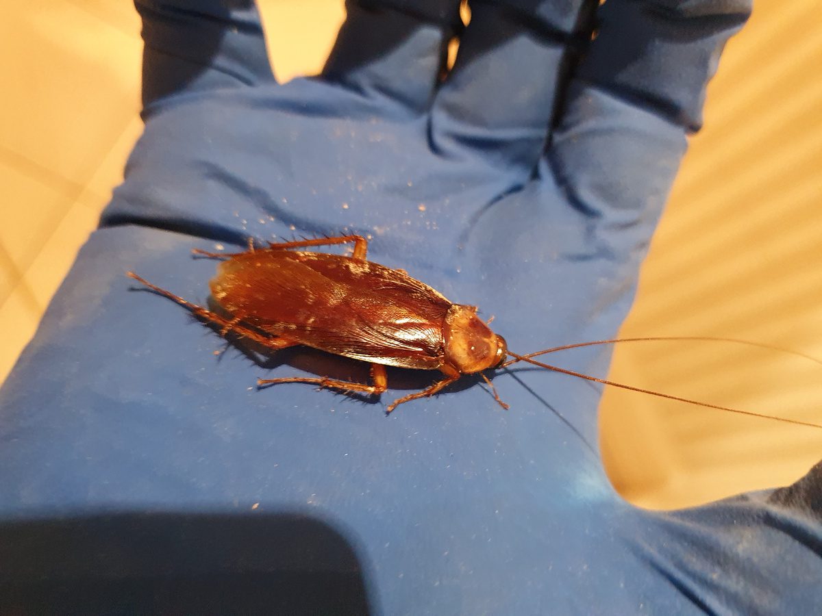 Експерти розповіли, як позбутись від тарганів у домашніх умовах без хімії та особливого клопоту