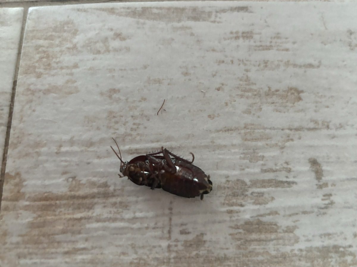 Експерти розповіли, як позбутись від тарганів у домашніх умовах без хімії та особливого клопоту