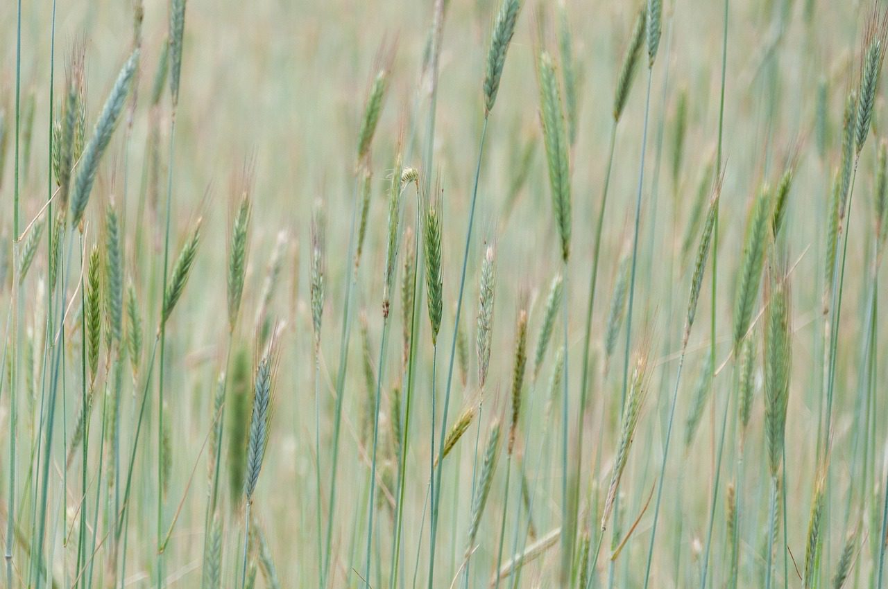 Городники розповіли, яка культура може пригнічувати ріст бурʼянів 