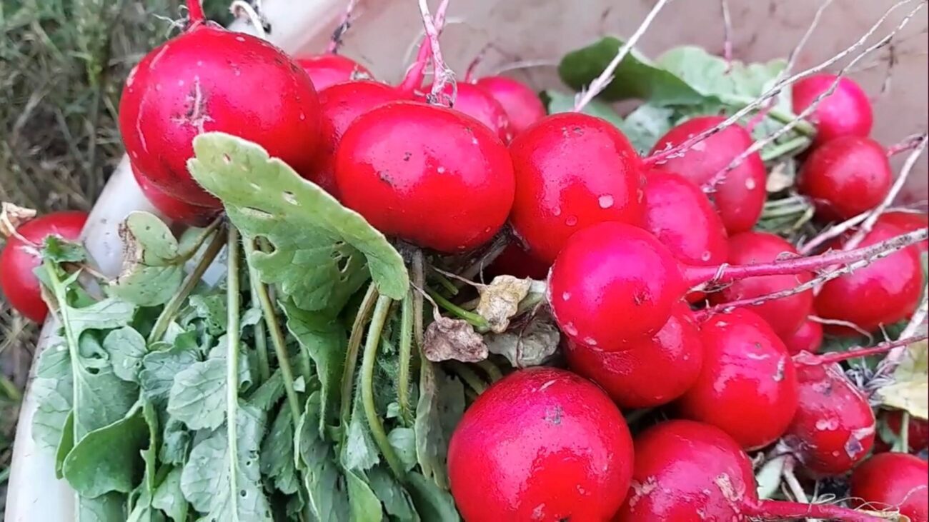 Городники розповіли, як правильно посадити озиму редиску