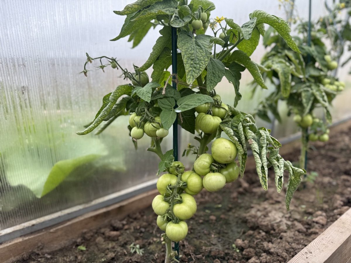 Городники розповіли, який сорт томату можна посадити у вересні 